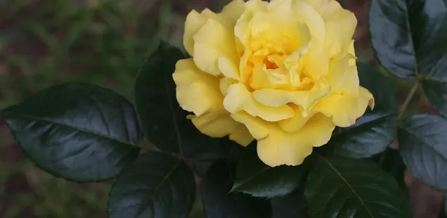Slideshow 3