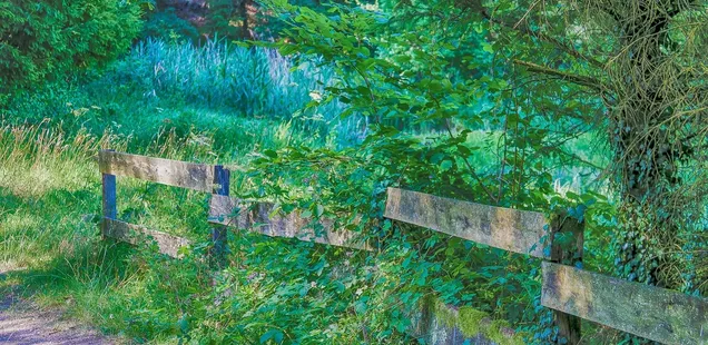 Cool green events at Swan Market