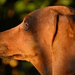 Green Hot dog - " Old dogs, new tricks "